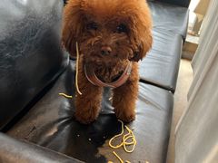 -百好乐宠物友好餐厅(朝外大街店)