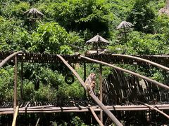-西双版纳原始森林公园