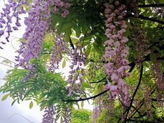 -嘉定紫藤园