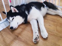 -Husky Go! 哈士奇体验馆·宠物咖啡厅狗咖