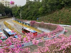 -深圳仙湖植物园