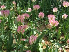 -洛阳郁金香牡丹园