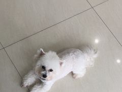 -乐琪宠物医院·犬猫专科·骨外科·急重症