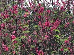 -南国桃园旅游度假区