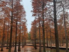 -泗洪洪泽湖湿地景区