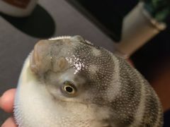 -肆月河豚·淮扬菜·湘菜(华天店)