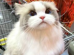 -爱侣宠医·鹦鹉专科·小型哺乳类·异宠专科(灵石路店)