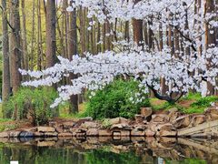 -上海共青森林公园