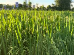 -迪茵湖田家舍生态农场