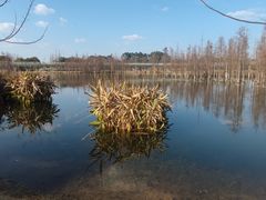 -白鹭湾湿地公园