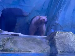 -上海海昌海洋公园-冰山北极馆