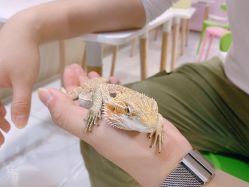 -Moni星球萌宠·小马宝莉·灵蛇·高端高阶全萌宠互动体验俱乐部(红豆国际广场店)