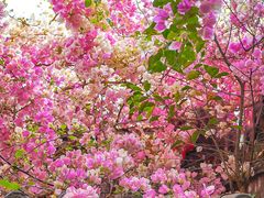 -深圳国际园林花卉博览园