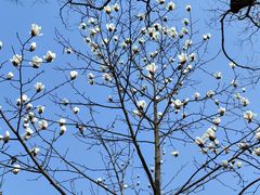 -上海佘山国家森林公园天马山园