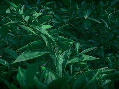 -维乐口腔医院(星海湾分院)