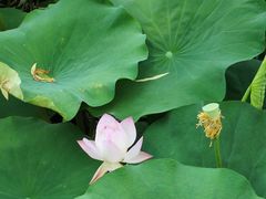 -莲花池公园