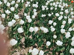 -径山花海
