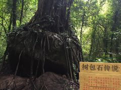 -莫里热带雨林景区