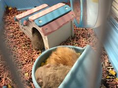 -钓仓鼠(洋桥北里小区店)
