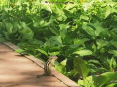 -长春市南湖公园