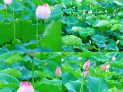 -光明小镇欢乐田园