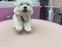 -FAELING PETS美天灵宠物(富力广场店)
