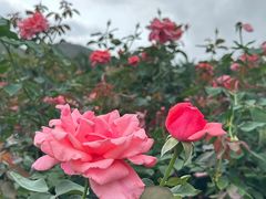 -亚龙湾国际玫瑰谷