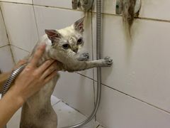 -沐沐家宠物(成寿寺店)