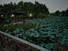-荷花公园