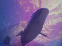 -大连圣亚海洋世界