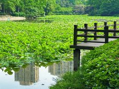 -龙头寺公园