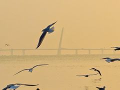 -深圳湾公园(南山区)