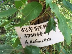 -大岭沟猕猴桃谷风景区