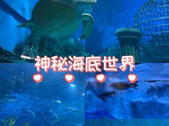 -芜湖新华联大白鲸海洋公园