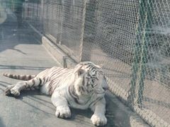 -五龙山野生动物王国