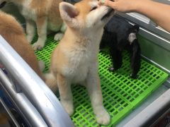 -中环花鸟鱼虫市场