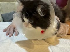 -宠爱国际动物医院·消化内科·心肾内科·ISFM猫友好(望京店)