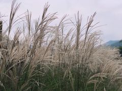 -宁波浙东大竹海景区