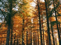 -塞罕坝国家级自然保护区