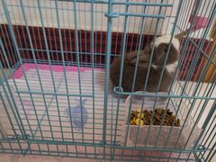 -中环花鸟鱼虫市场