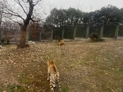 -西安秦岭野生动物园