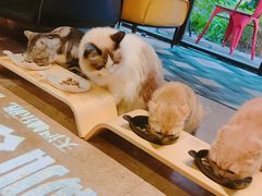 -咖法森林·咖啡  酒吧(天河店)