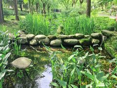 -陈家山荷花公园