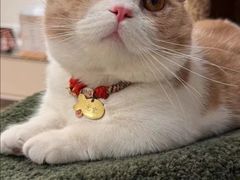 -Bastet sally猫舍购宠(静安店)