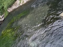 -百脉泉景区
