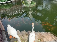 -豫园湖心亭茶楼