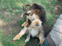 -大连森林动物园