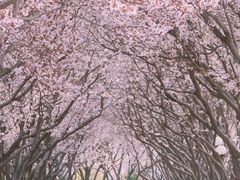 -石家庄市植物园