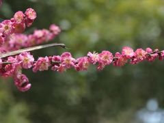 -武汉大学-樱园