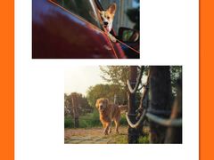 -CGWANG王氏教育(上海校区)